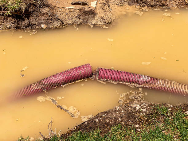 Best Basement water damage restoration  in Lanett, AL